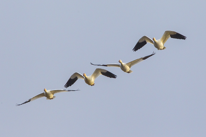 snow-geese-brig-fly-v1_43g1417