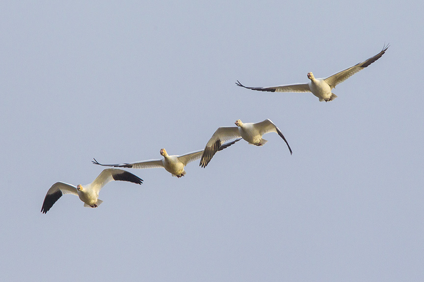 snow-geese-brig-fly-v1_43g1418