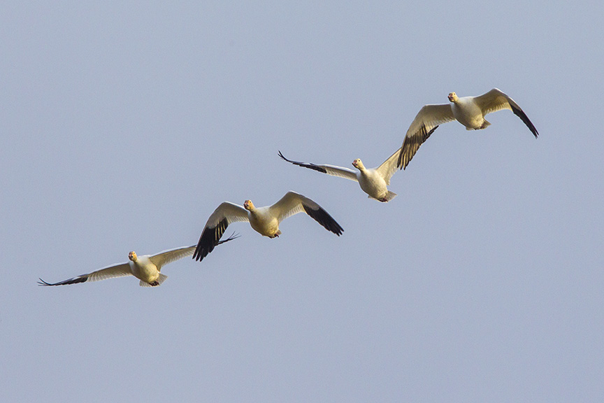 snow-geese-brig-fly-v1_43g1419
