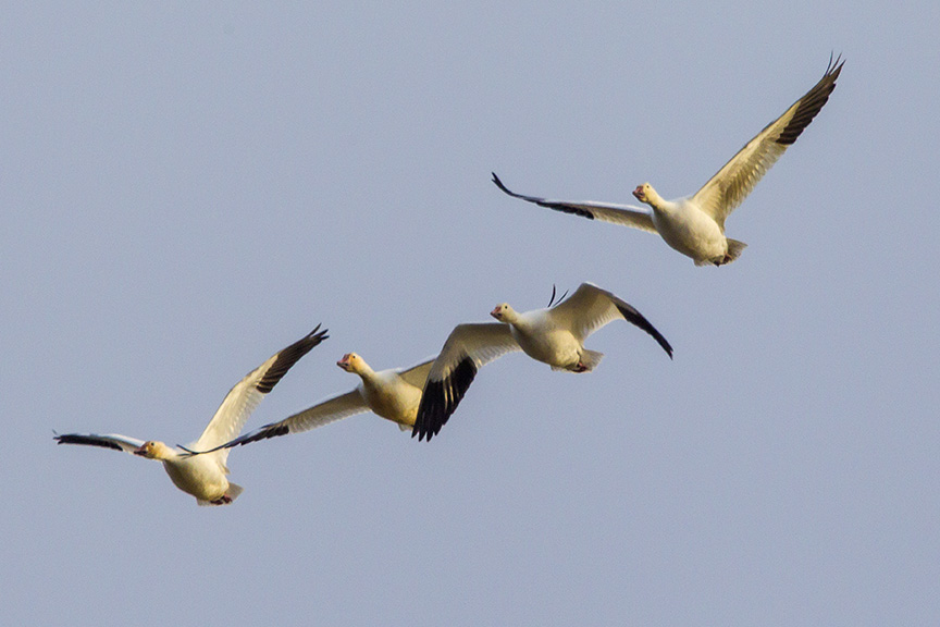 snow-geese-brig-fly-v1_43g1421