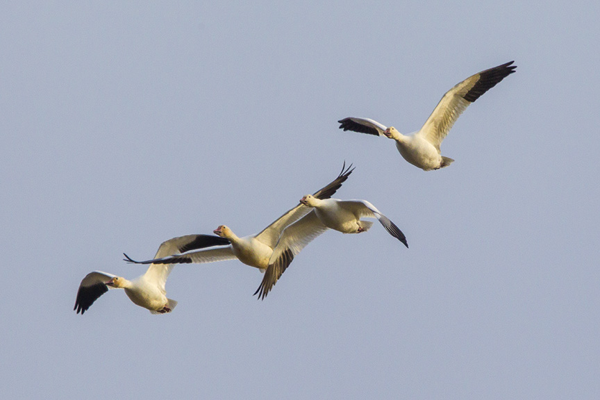 snow-geese-brig-fly-v1_43g1423
