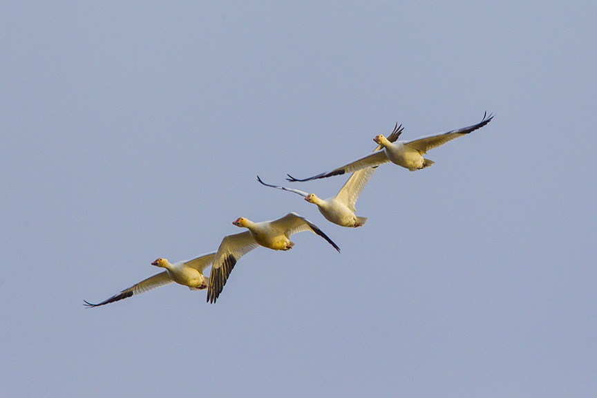 snow-geese-brig-fly-v1_43g1424