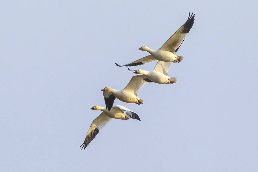 snow-geese-brig-fly-v1_43g1429