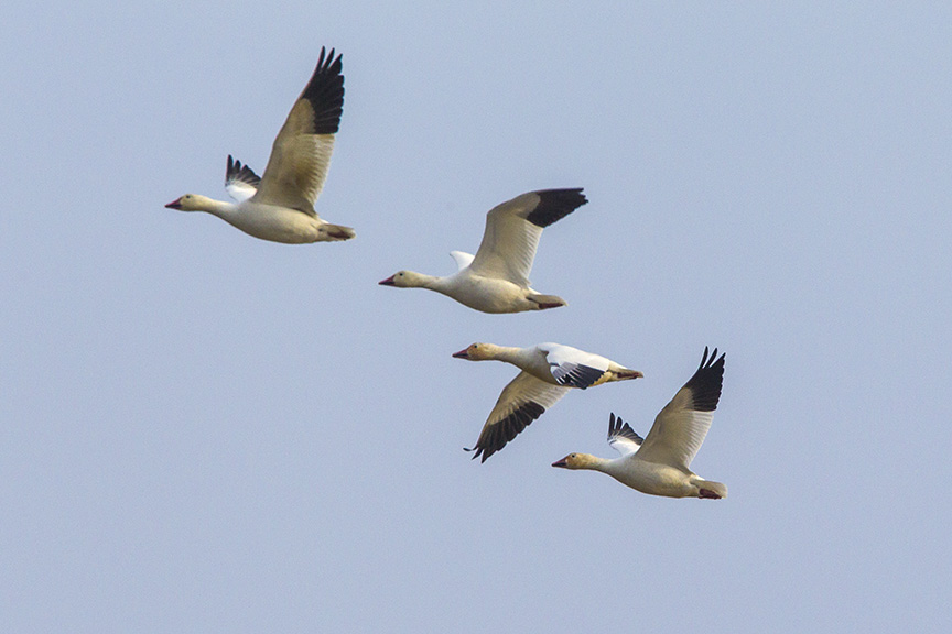 snow-geese-brig-fly-v1_43g1444