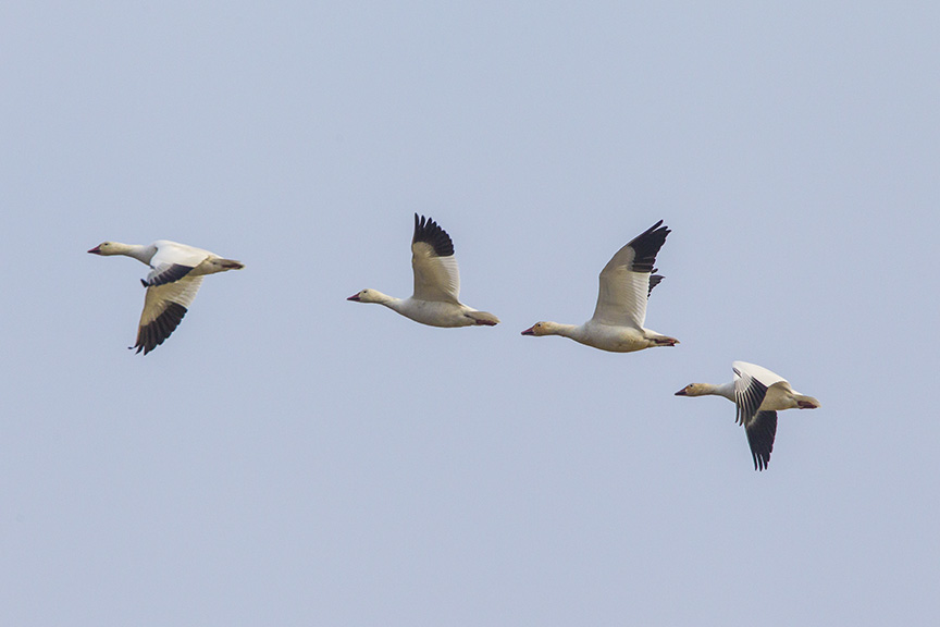 snow-geese-brig-fly-v1_43g1450