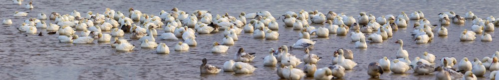 snow-geese-brig-pano-8shot-v3