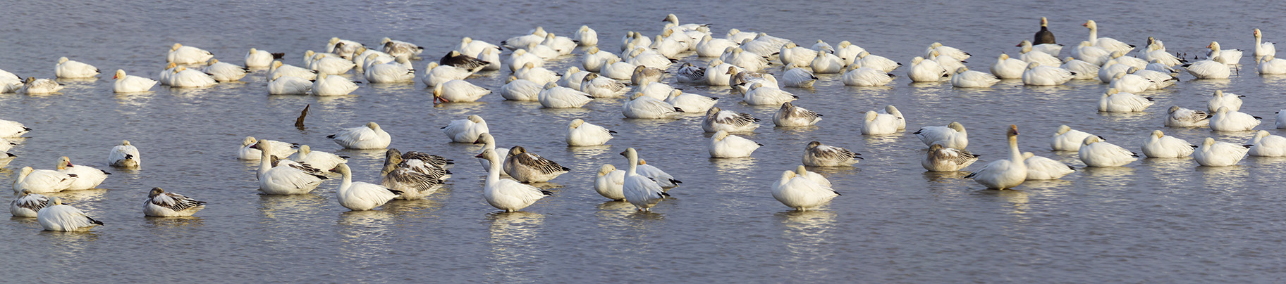 snow-geese-brig-v1-14img-stk