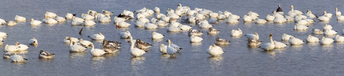 snow-geese-brig-v1-14img-stk