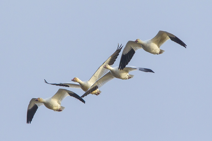 snow-geese-brig-v1_43g1425