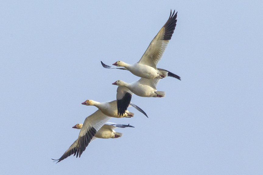 snow-geese-brig-v1_43g1431