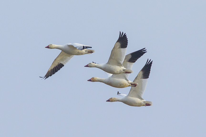 snow-geese-brig-v1_43g1440