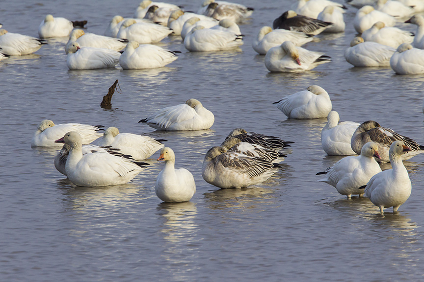 snow-geese-brig-v1_43g1562