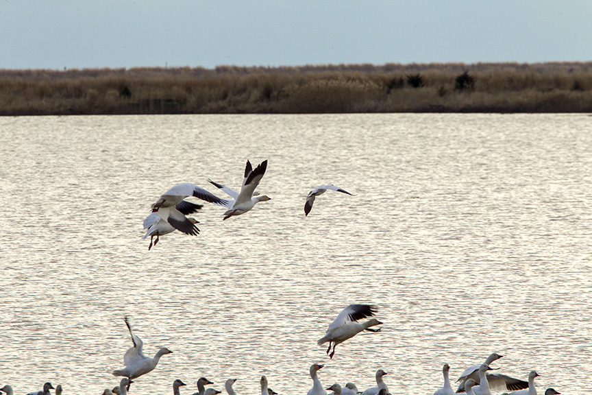 snow-geese-brig-v1_43g1740