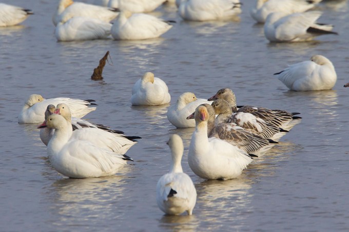 snow-geese-brig-v2_43g1481