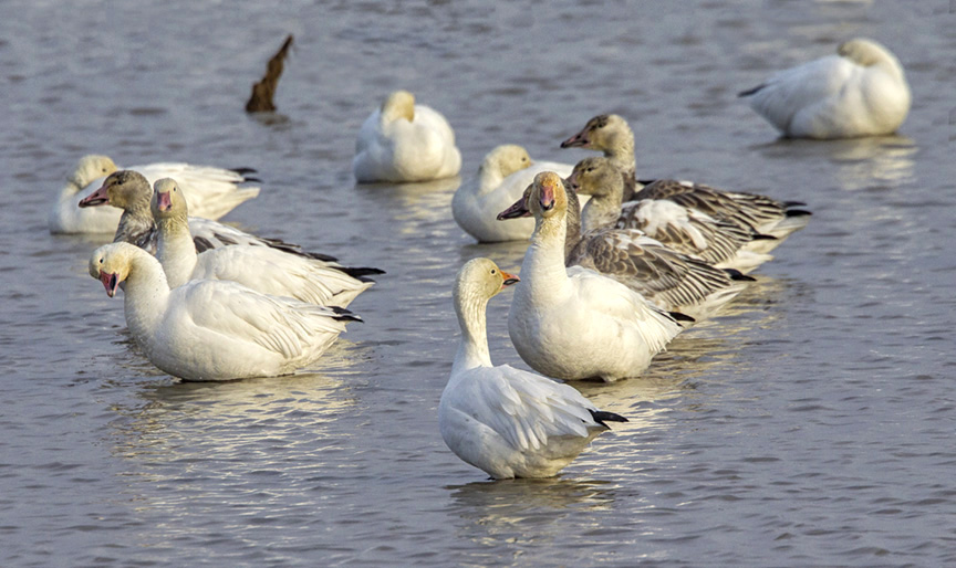 snow-geese-group-v4-3brig_43g1480