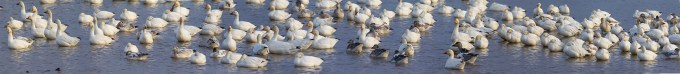snow-geese-pano-brig-v1-12sht
