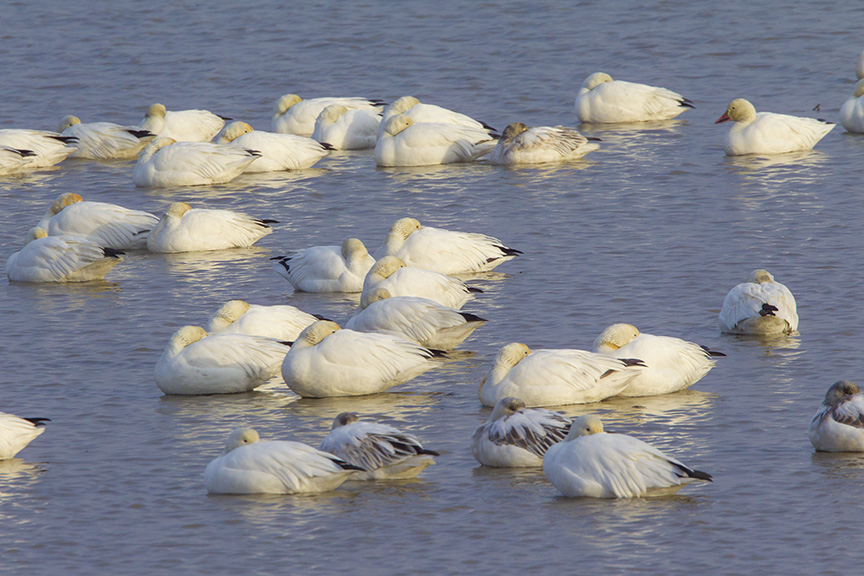 snow-geese-sleeping-brig-v1_43g1672