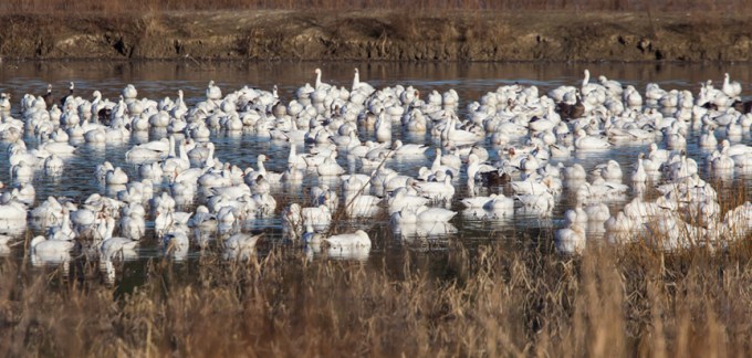 snow-geese-v1-bwr_43g4115
