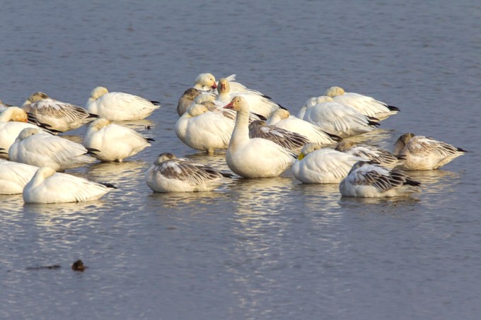 snow-geese-waking-up-v3-brig-v1-1-17_43g1590