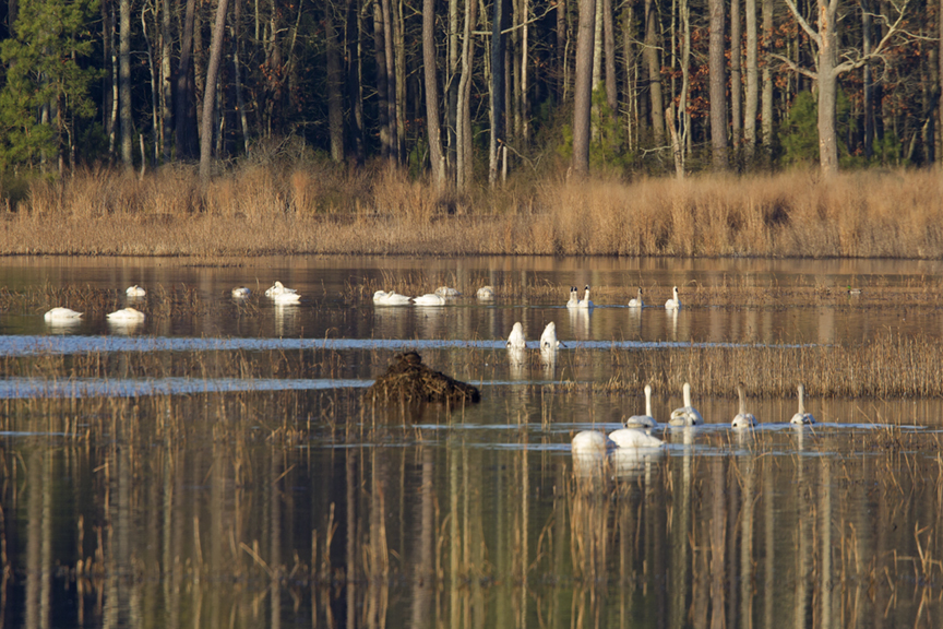 _tundra-detail-v143g3469