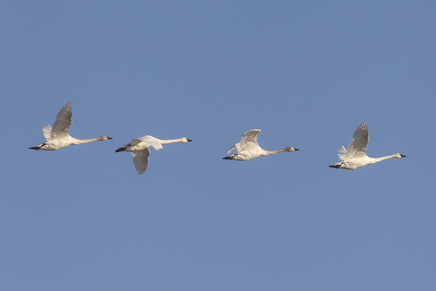 tundra-swans-flight-bwr-v2_43g4074