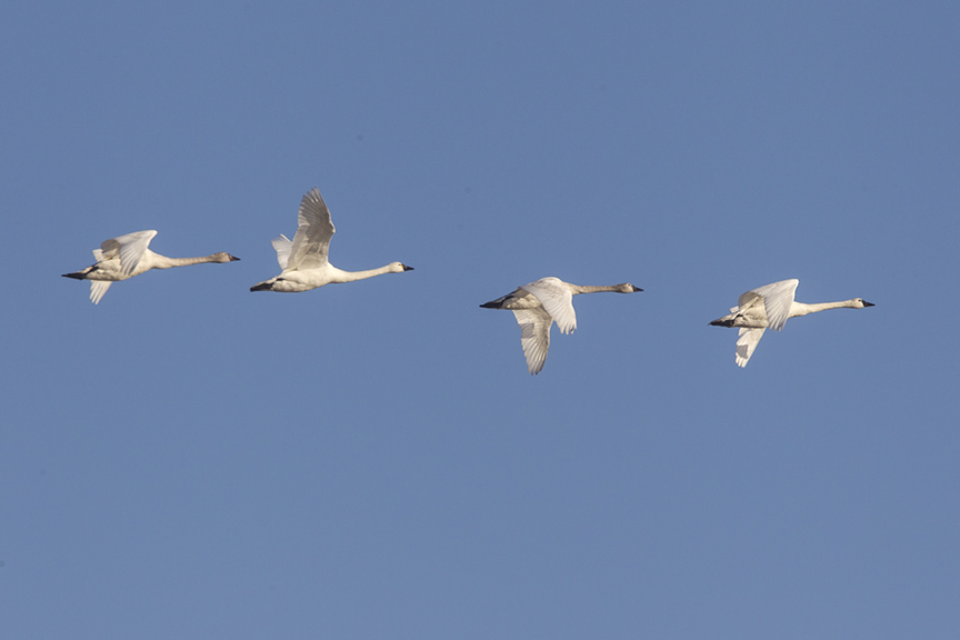 tundra-swans-flight-v2-bwr_43g4073