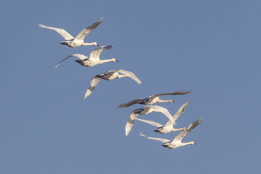 tundra-swans-flt-bwr-v1_43g4080