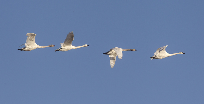 tundra-swans-flying-bwr-v2_43g4076
