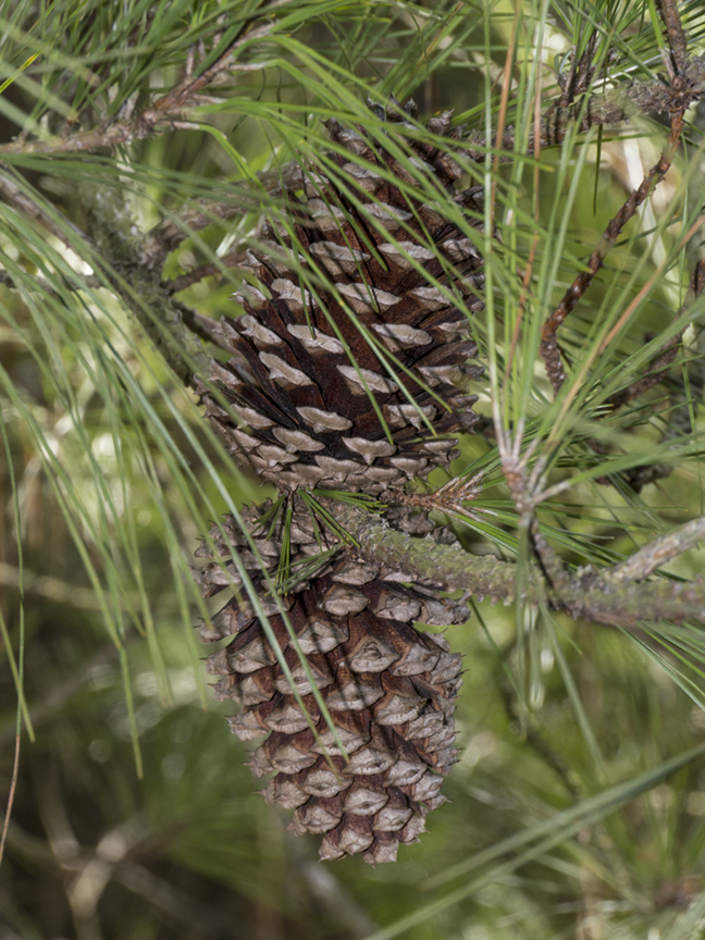 BWR TT PineCones v1_1390051