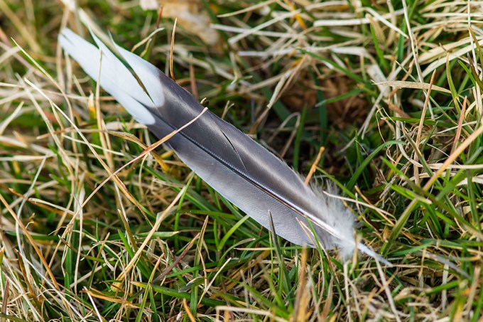 Feather v1 DM 3 17_43G7280