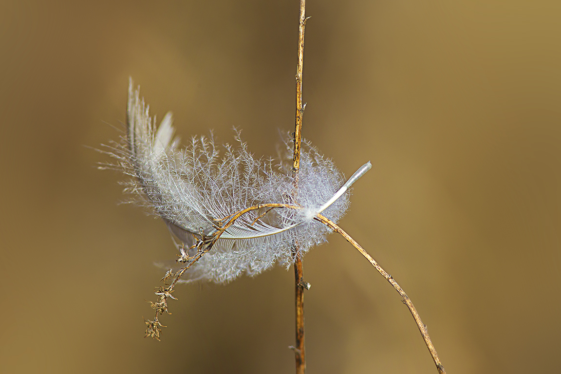 Feather v1 DM v2 2017_43G7187