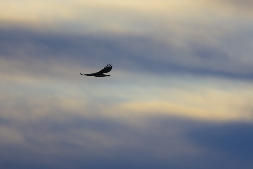 hawk-cf-v1-early-am-flyin-10-09_80i4026