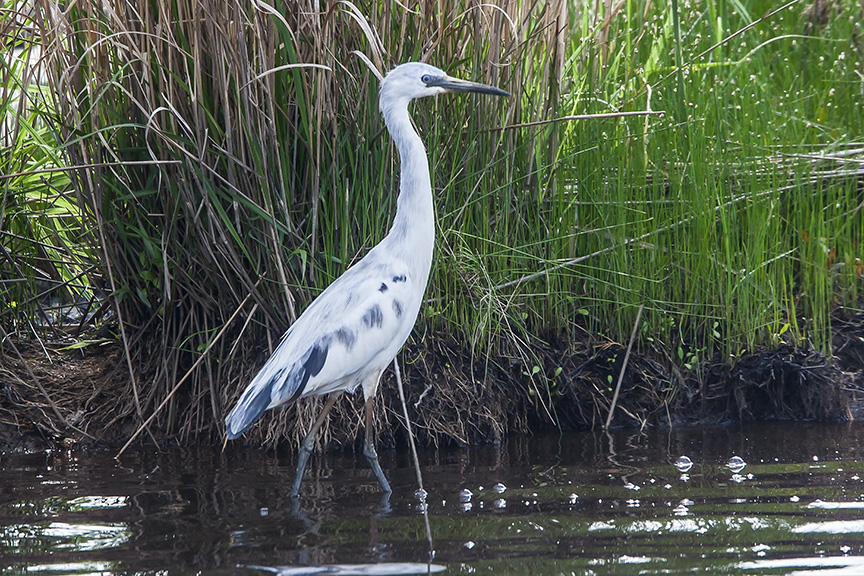 Imm Little Blue Heron v3 BWR_80I2303