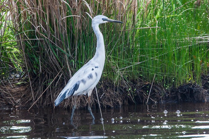 Imm Little Blue Heron v3 BWR_80I2303