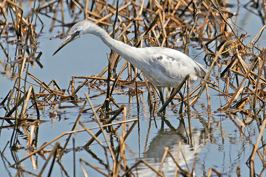 Immature L Blue Heron v5 BWR_MG_5367