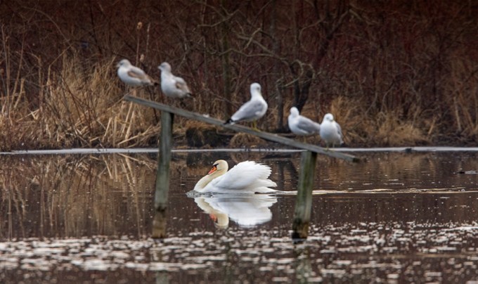 mute-swan-swimming-v3_ma_6847ash
