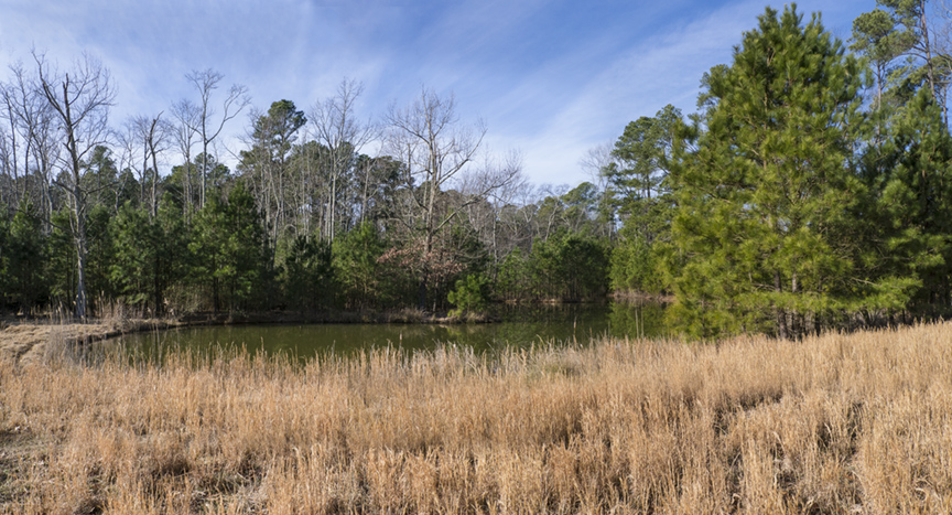 Tubman Trl 4 sht m43 pano 14mm BWR v2