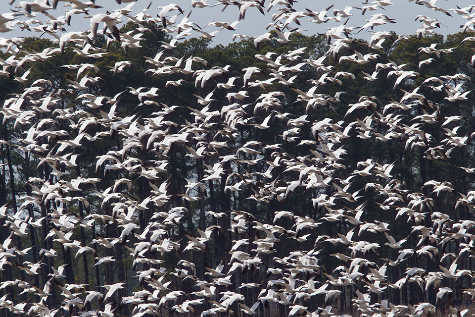 _Snow Geese Bwr v1_ 2 17 43G6898
