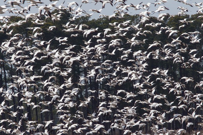 _Snow Geese Bwr v1_ 2 17 43G6898