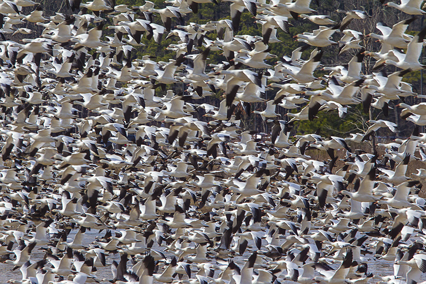 Snow Geese Bwr v1_43G6859