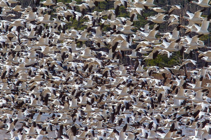 Snow Geese Bwr v1_43G6859