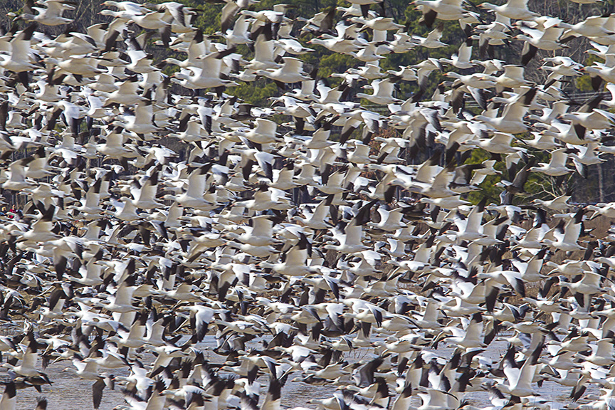 Snow Geese Bwr v1__43G6858