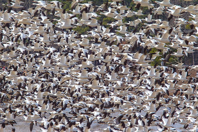 Snow Geese Bwr v1__43G6858