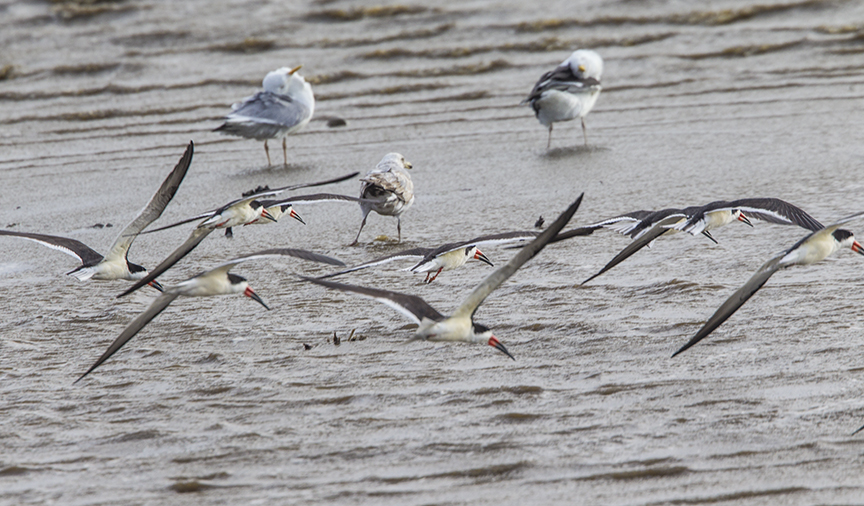 Black skimmers v1 Brig 5 17_43G0926