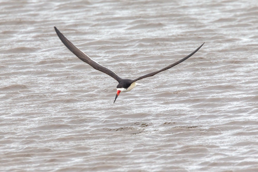 Black_Skimmer_v1_brig_5_17_43G4402