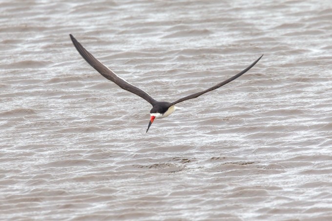 Black_Skimmer_v1_brig_5_17_43G4402