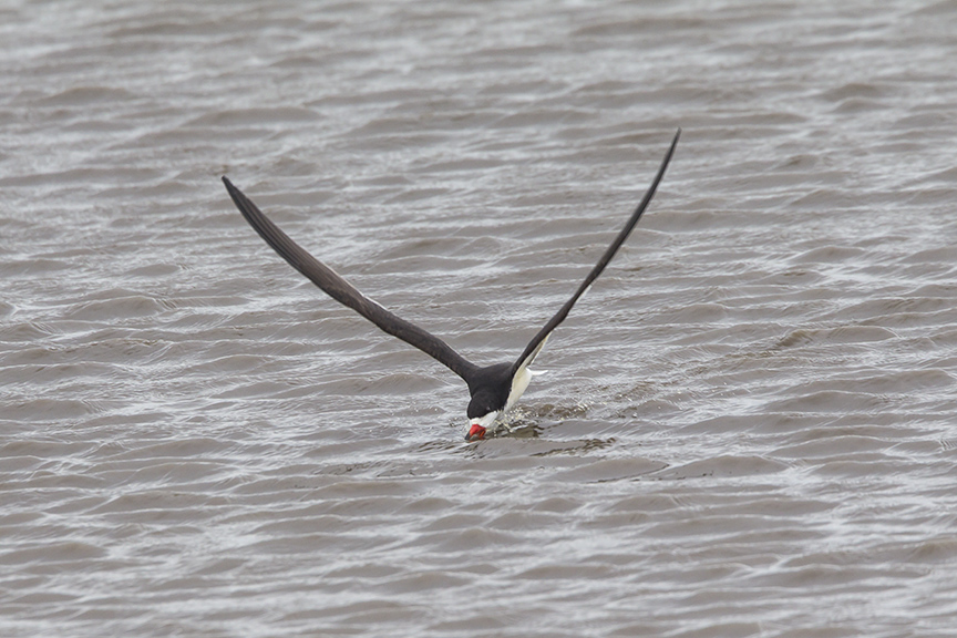 Black_Skimmer_v2_brig_5_17_43G4404