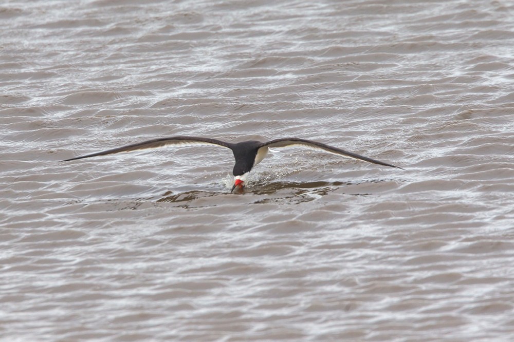 Black_Skimmer_v2_brig_5_17_43G4405