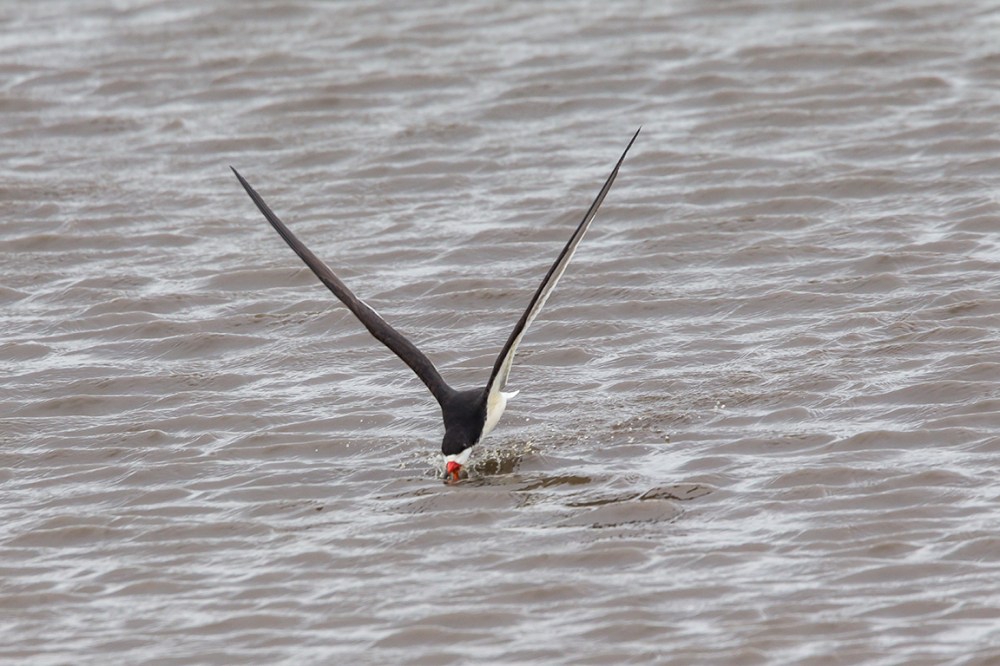 Black_Skimmer_v2_brig_5_17_43G4406