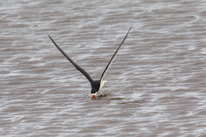 Black_Skimmer_v2_brig_5_17_43G4406